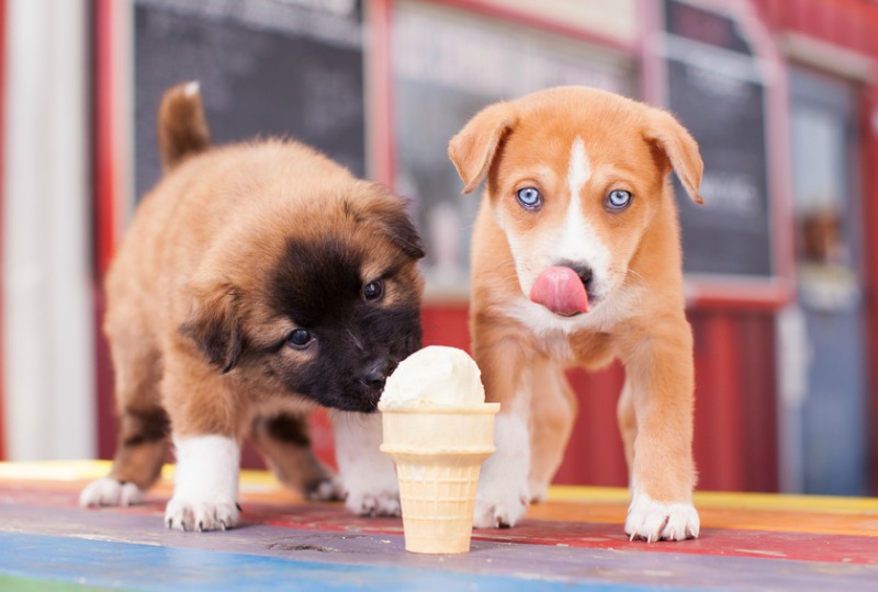 dog ice cream